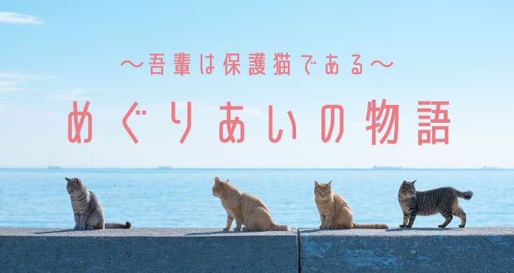 吾輩は保護猫である~めぐりあいの物語